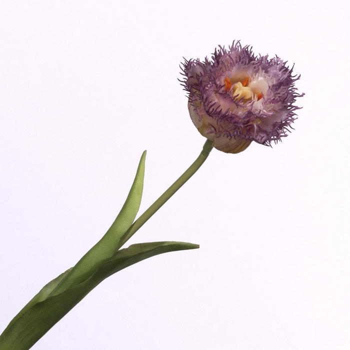 <h4>Tulipa Crispa Cream Purple FL440263PRP</h4>