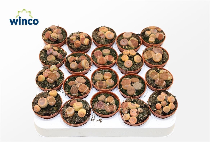 <h4>Lithops (group)</h4>