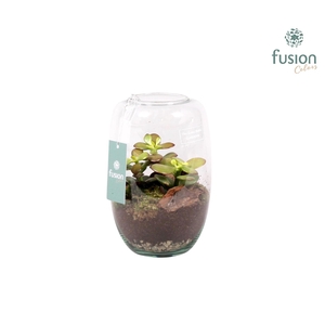 Green Bottle Isabella small met succulenten