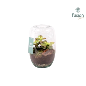 Green Bottle Isabella small met succulenten