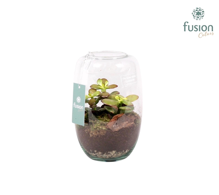 <h4>Green Bottle Isabella small met succulenten</h4>