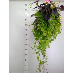 Lophospermum  'Lofos Wine Red'