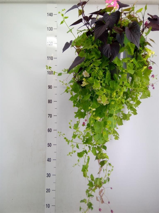 <h4>Lophospermum  'Lofos Wine Red'</h4>