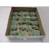 Echeveria Derenbergi Klein X20