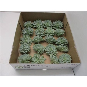 Echeveria Elegance