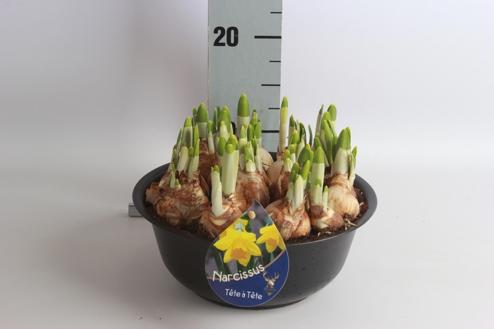 <h4>ARR NARCISSUS</h4>