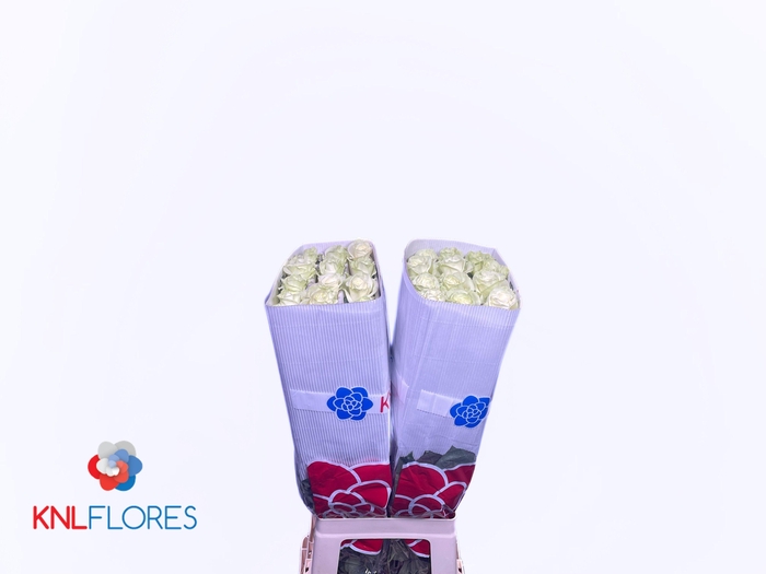 <h4>R GR MONDIAL</h4>