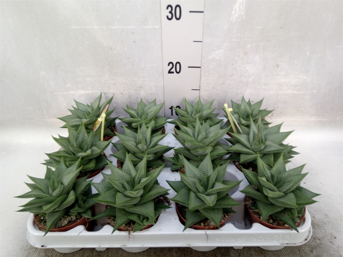 Haworthia limifolia 'Roux'