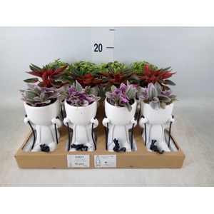 Arr.   Kamerplant Groen L%