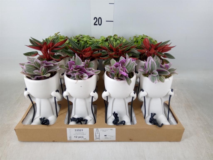 <h4>Arr.   Kamerplant Groen L%</h4>