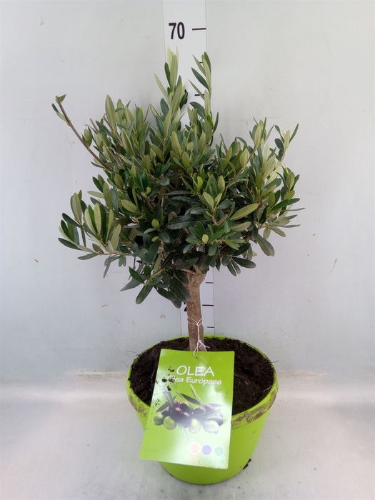 <h4>Olea europaea</h4>