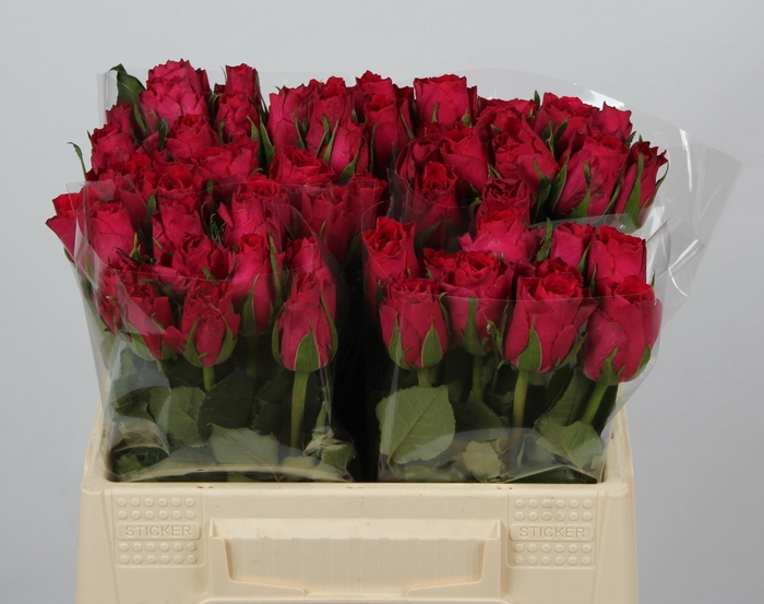 <h4>R GR MADAM CERISE</h4>