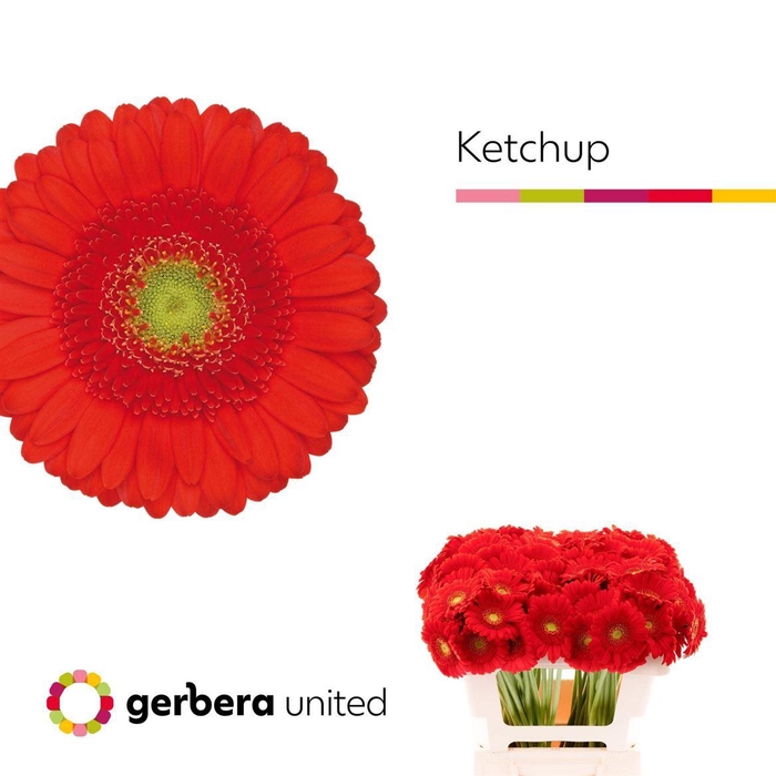 <h4>Ge Mi Ketchup 07 CM,AQUA,ROOD,(NL),(20)</h4>