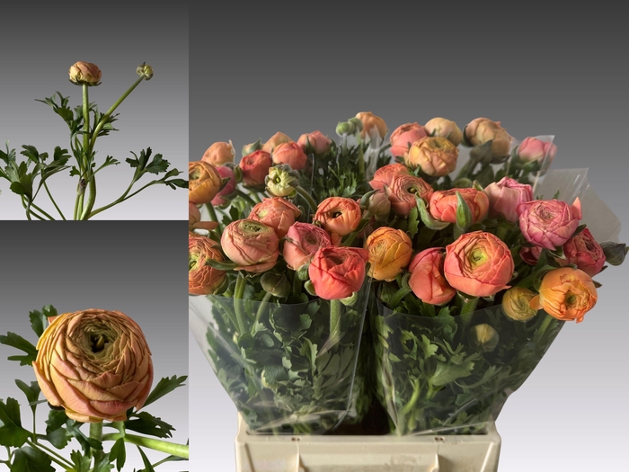 <h4>RAN AAZUR SALMON</h4>