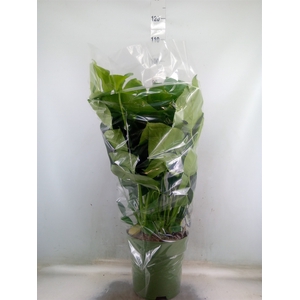 Monstera delic.