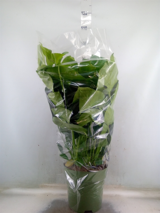 <h4>Monstera delic.</h4>