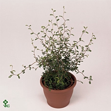 Sophora prostrata 'Little Baby'