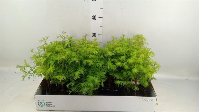 <h4>Bonsai   ...</h4>