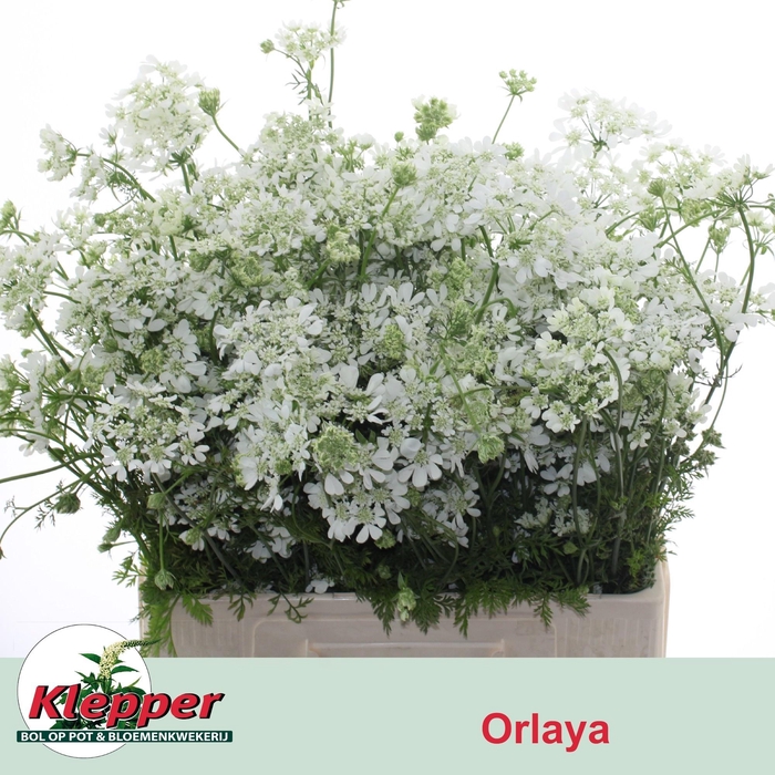 <h4>ORLAYA G WHITE FINCH</h4>