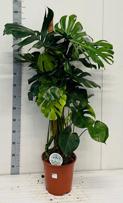 <h4>MONSTERA DELICIOSA</h4>