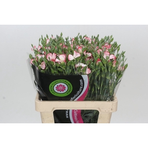 Dianthus Tr Symply Strike