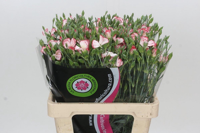 <h4>Dianthus Tr Symply Strike</h4>