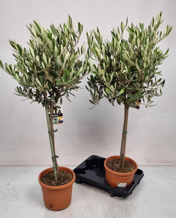 <h4>OLEA EUROPAEA</h4>