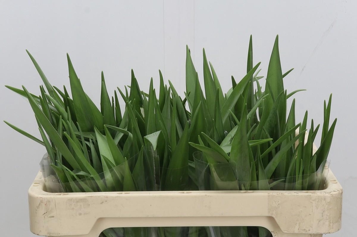 <h4>Fritillaria uva-vulpis</h4>