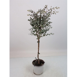 EUCAL GUNNII