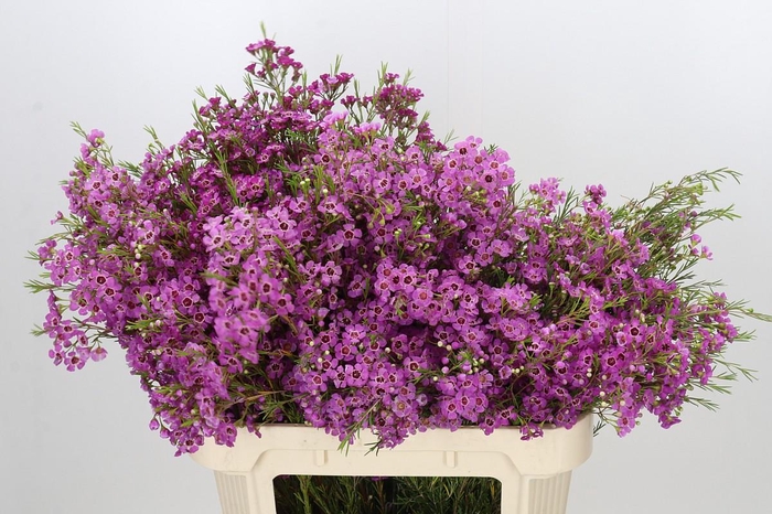 <h4>Chamelaucium Niek's Pride</h4>