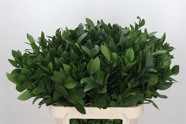 <h4>RUSCUS HYPOPHYLLUM</h4>