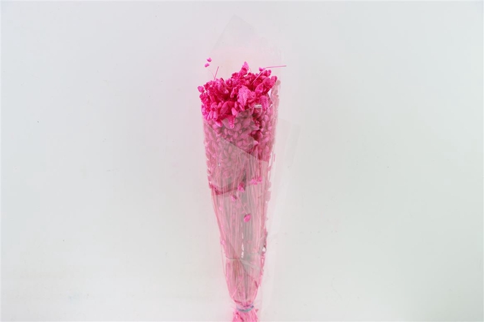 <h4>Dried Briza Maxima Fuchsia Bunch</h4>