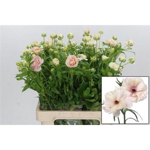 Ran Butterfly Ariadne