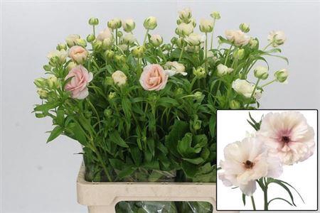 <h4>Ran Butterfly Ariadne</h4>