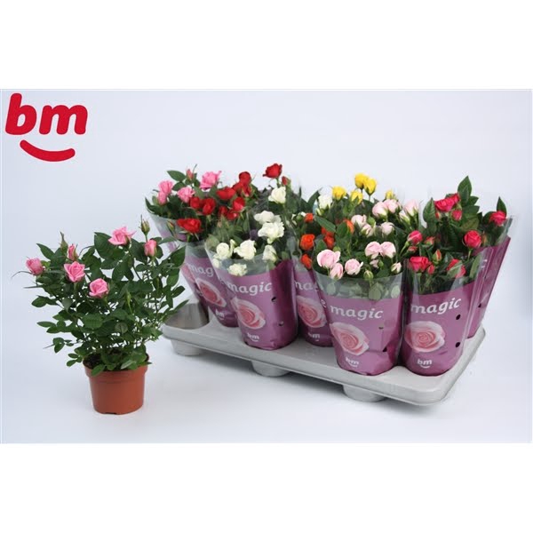 <h4>Rosa Beau Monde gemengd 10,5 cm</h4>