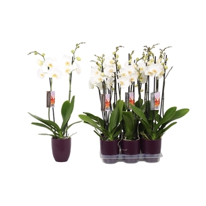 Phalaenopsis White, 2-spike Purple Ceramics