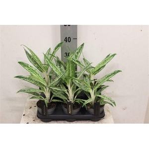 Aglaonema Matcha Lemon
