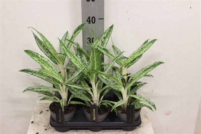 <h4>Aglaonema Matcha Lemon</h4>