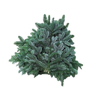 Abies Nob Blauw Kilo