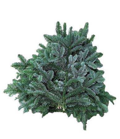 <h4>Abies Nob Blauw Kilo</h4>