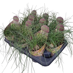 ALBUCA HUMILIS- POT Ø 10,5 - COLLECTION WITH POTCOVER (SUCCULENTEN)