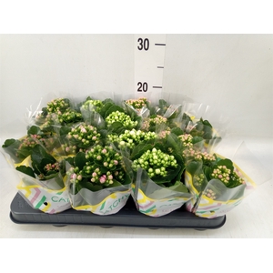 Kalanchoe blos.   ..rosebud mix  5