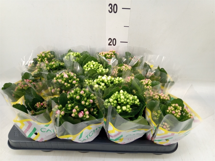 <h4>Kalanchoe blos.   ..rosebud mix  5</h4>