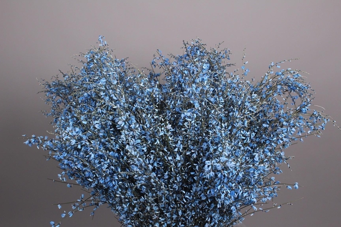 Genista Heidebrem Painted Blue