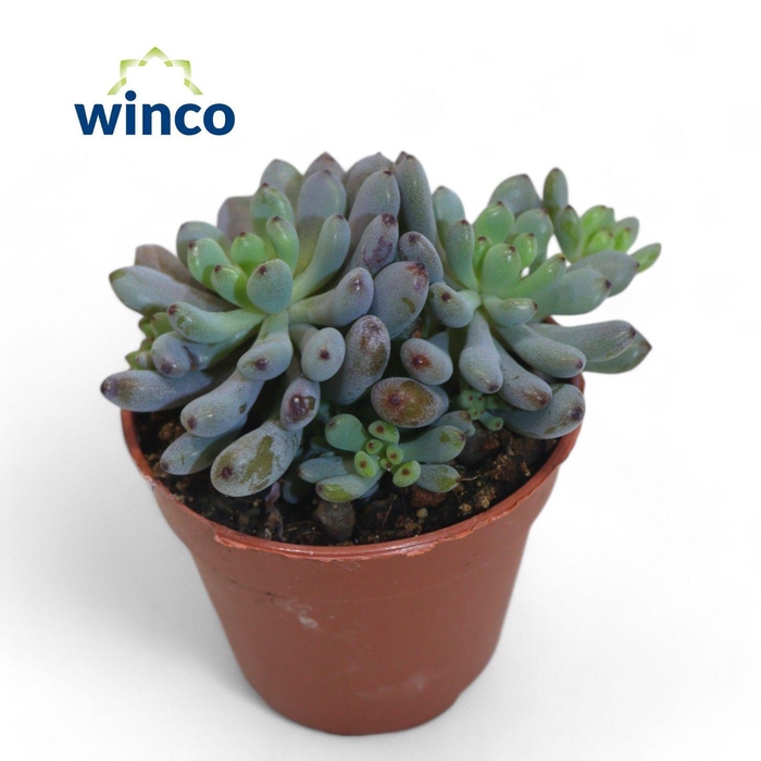 Pachyphyllum Bluebean