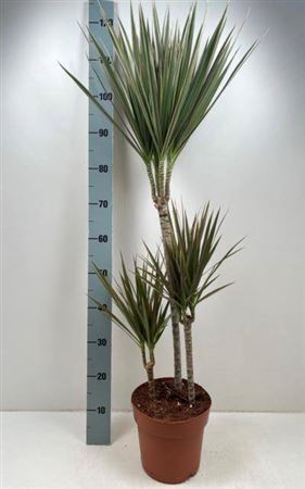 Dra Marg Bicolor
