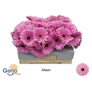 GE GR ALISON