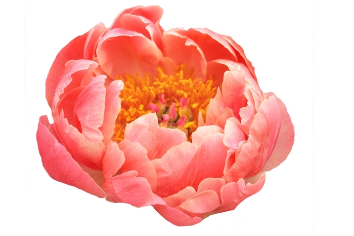 <h4>Paeonia Coral Charm</h4>