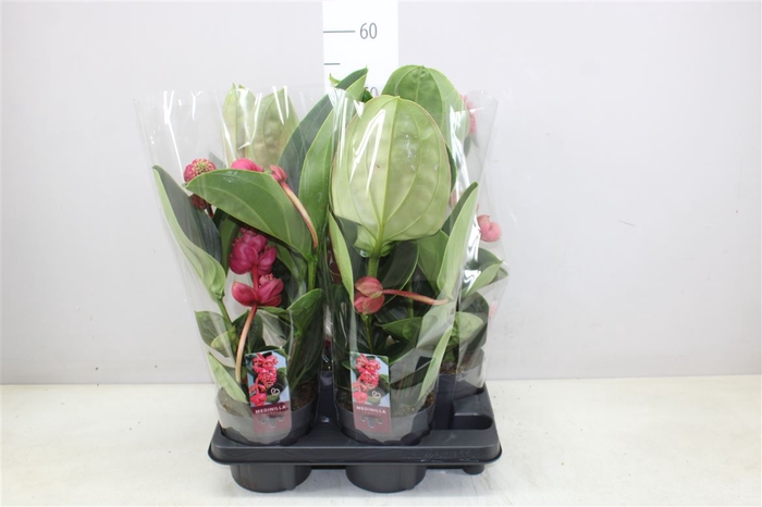 <h4>Medinilla Lambada 4+</h4>