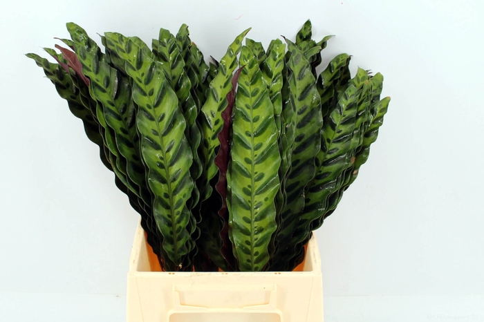 <h4>Calathea Insignes</h4>